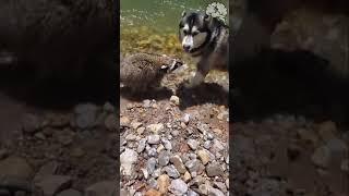 this Dog and Racoon are best of friends :| I don't really feel anything when I watch this video why?