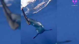 Un enorme tiburón blanco captado desde una distancia nunca antes vista