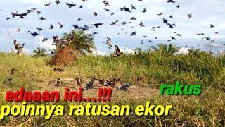 BISA HABIS BURUNG !!!..KALAU CARA MIKAT NYA BEGINI #mikatburungjalak #baychim #birdstrap #paksheejal