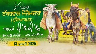 [LIVE] Thakkarwal Maujomazara (Hoshiarpur) Ox Races 13 Feb 2025