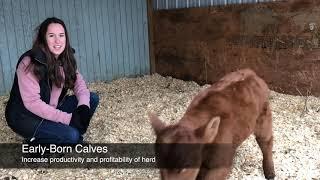 Shifting the Calving Distribution with Timed AI - Mizzou Repro