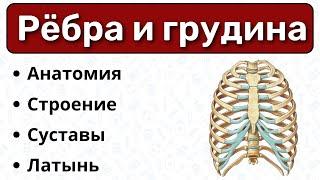Рёбра и грудина: строение, суставы, латынь / Анатомия, остеология