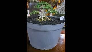 grebeg bonsai ponorogo pamlok pbbi ponorogo grebeg suro