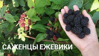 ЕЖЕВИКА июль 2020