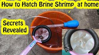 How to hatch brine shrimp at home #vedhafishfarm