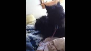 Scottish Terrier offended by Muppet