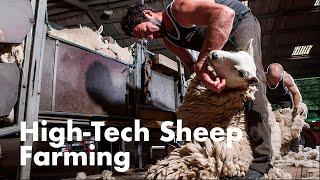  ️How to Harvesting Wool - Amazing! SHEEP FACTORY - Wool Processing Mill - Sheep Shearing