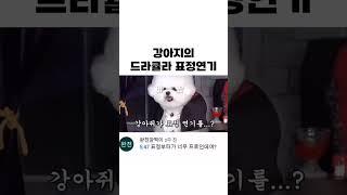 강아지의 명품 드라큘라 표정연기