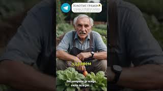 Почему виноград болеет? Всё из-за этих зелёных отростков #виноград #пасынки #усики #поросль #сад