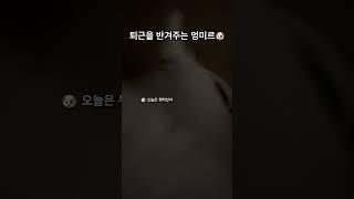 퇴근을 반겨주는 멍미르 #강아지 #말티푸 #short
