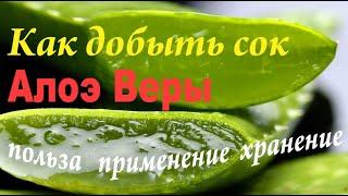 АЛОЭ ВЕРА получение сока, применение, хранение!