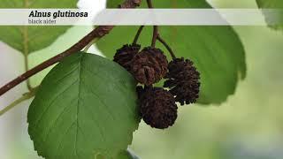 black alder (Alnus glutinosa)