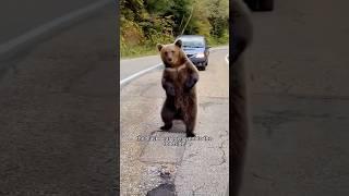 The man accidentally broke into the black bear's cave. #shortsvideo