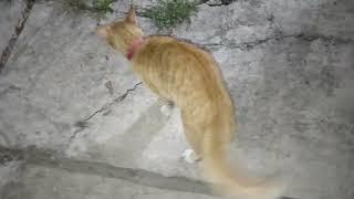 KUCING KUNING LIAR CKR #catlovers #video @wlz turet