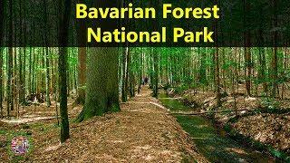 Best Tourist Attractions Places To Travel In Germany |Bavarian Forest National Park Destination Spot