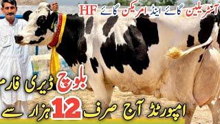 Baloch Dairy Farm | imported Cows And Heifers |HF Breeder For sale | 31 August 2024