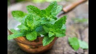 Health benefits of mint (1-minute class)