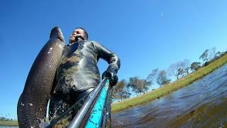 pesca sub pirarucu. Spearfishing  rio grande