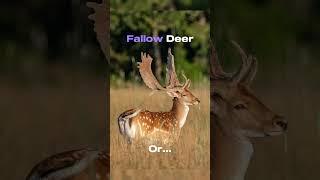 Which Deer Species #fishing #deer #deerhunting #deerseason #hunting #countrymusic #wildlife #bucks