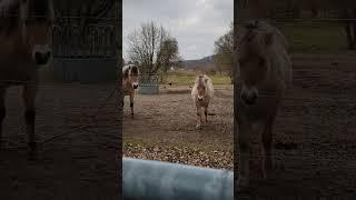 Unglaublich niedliche Pferde auf der Wiese ️️