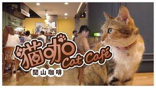 泡泡貓咖 Cat Cafe | 台北 聞山咖啡 永春有貓店 | 沉浸式擼貓