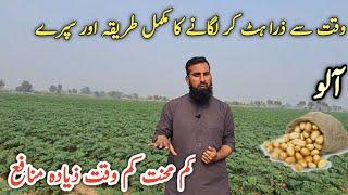 Potato farming |Potato cultivation, seeds sowing, fertilizer, water & spray complete guide |IR FARM