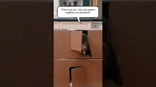 Funny and Adorable Cat Moments: Cute Cats Compilation