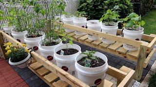 Grandpa's Five Gallon Bucket Garden Update After A Few Weeks