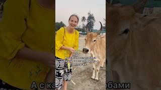 Как обманывают в Индии 3 способа обсчитать в Гоа #shorts  #мошенничество #путешествия #обман #отпуск