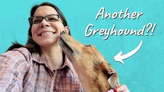 Love Greyhounds? The Obvious Next Step…