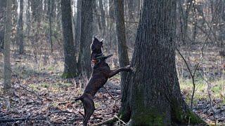 Gettin' Squirrely: Squirrel dogs Unleashed