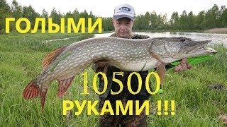 Поймал Щуку Монстра 10+ ГОЛЫМИ РУКАМИ! Жесть! Трофейная Щука!