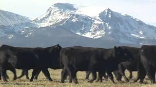 Sitz Angus Commercial Heifers Fall 2009 - Harrison, MT