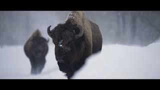 Yellowstone Bison Winter