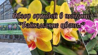 Обзор орхидей в теплице "Байкальские цветы"#обзор#орхидеи#цветы#пушкино#цветоводство
