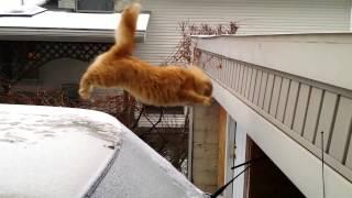 Waffles The Terrible Cat Slow Motion