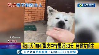 就是不離開! 烏克蘭秋田犬於戰火中守屋近30天遲遲等不到飼主 拒絕離開家裡半步連鄰居苦勸也沒用! 忠心模樣感動眾人 更受封烏克蘭版"忠犬小八" │【萌寵54來當家】20220412│三立新聞台