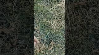 вспомнил что есть фидер