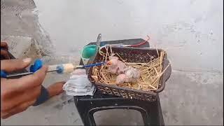 Parrot Baby/Birds extra soft feeding tubes *Birds' Park* Meeut U.P. INDIA WhatsAp+91 9675907582