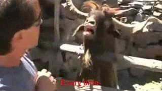 Interview with an Ibex (with subtitles)