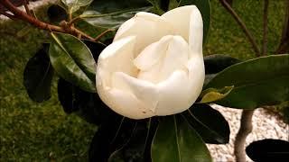 Magnolia Little Gem
