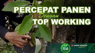 PETANI MILIARDER PERCEPAT PANEN DENGAN TOP WORKING