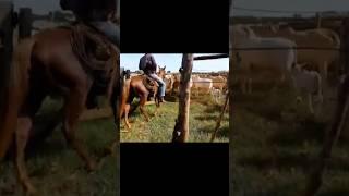 HORSE and NELORE #shorts #viralvideo #farm #xandao