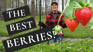 How to Plant and Care for Strawberries + The BEST Tasting Variety!