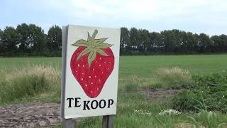 Aardbeien te koop bij Koningsplant!