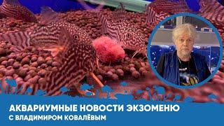 Аквариумные новости с Владимиром Ковалевым