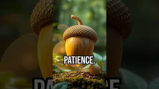 Squirrels' Signal Adventure