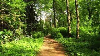 Through the forest (short video)