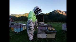 How to work as beekeeper I Living in New Zealand