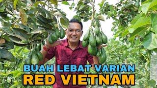 BUAH LEBAT VARIAN REDVIETNAM